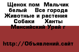 Щенок пом. Мальчик белый  - Все города Животные и растения » Собаки   . Ханты-Мансийский,Урай г.